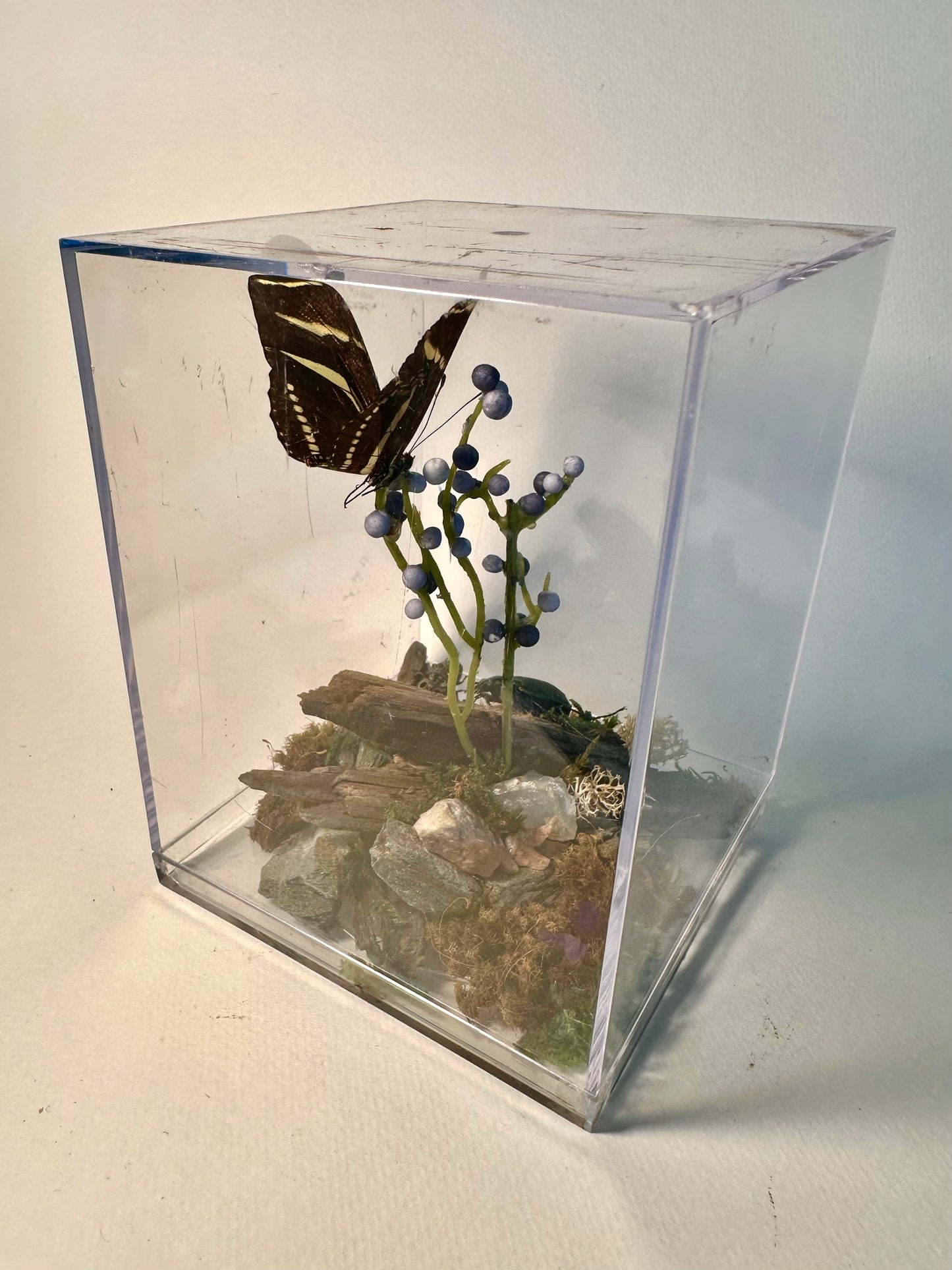 Lenny’s Luxury Butterfly Boxes🐛