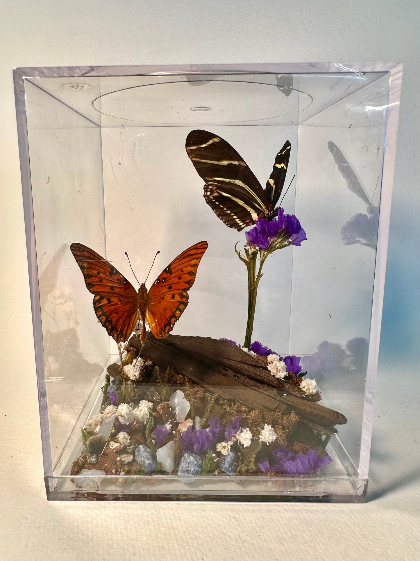 Lenny’s Luxury Butterfly Boxes🐛