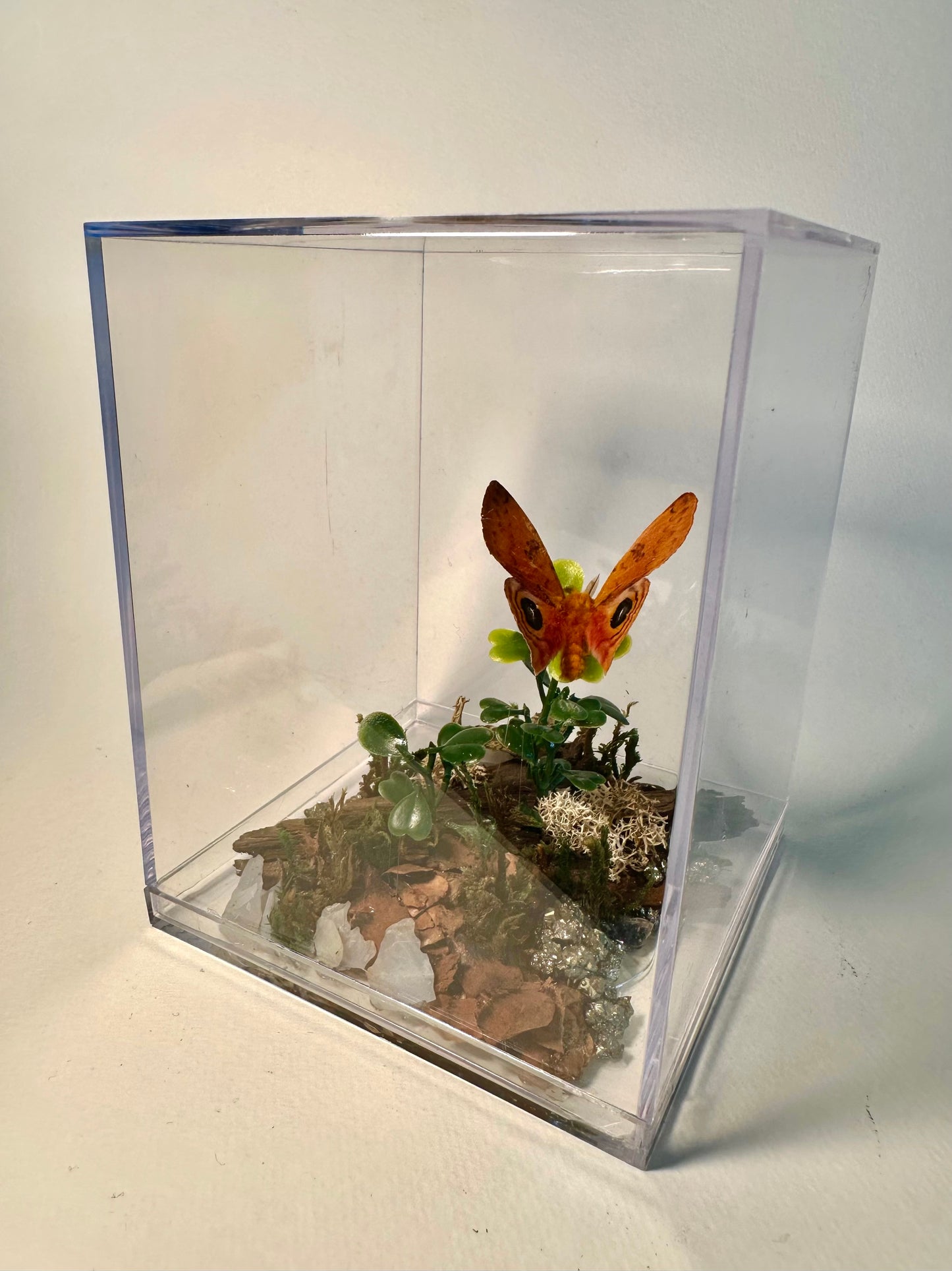 Lenny’s Luxury Butterfly Boxes🐛