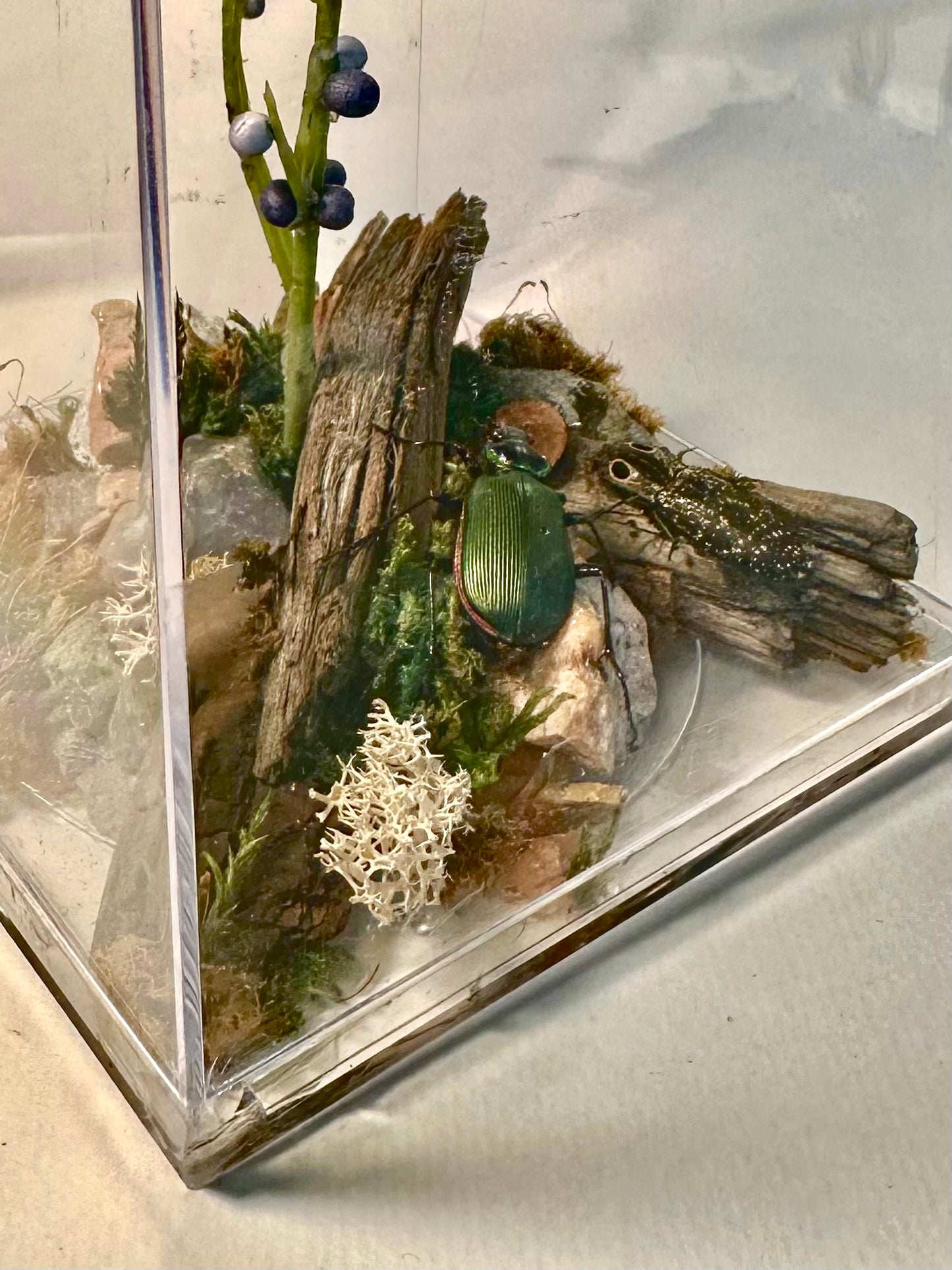 Lenny’s Luxury Butterfly Boxes🐛