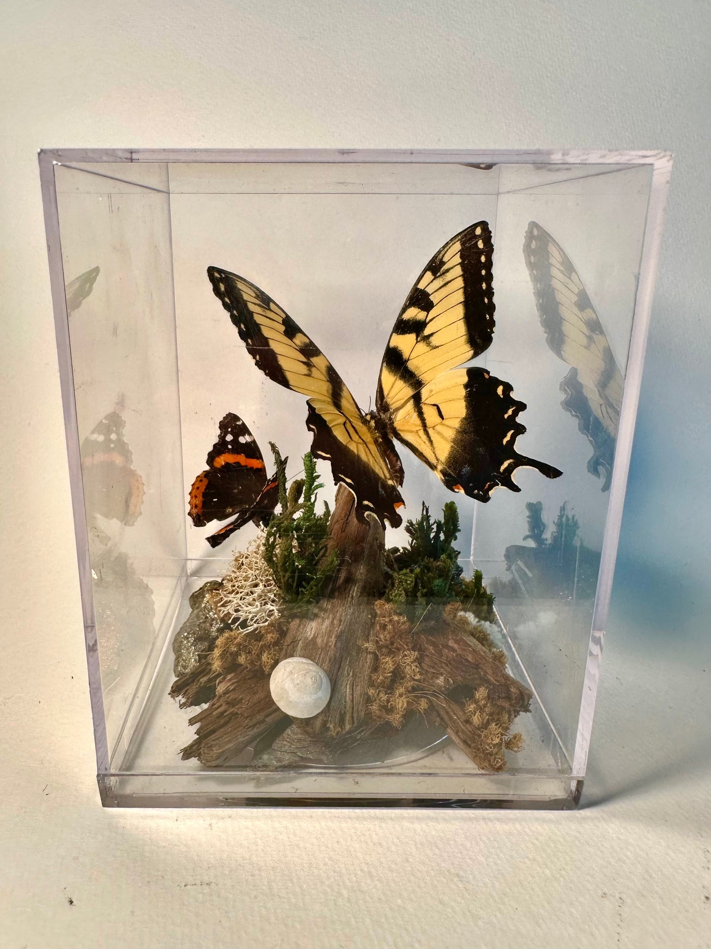 Lenny’s Luxury Butterfly Boxes🐛
