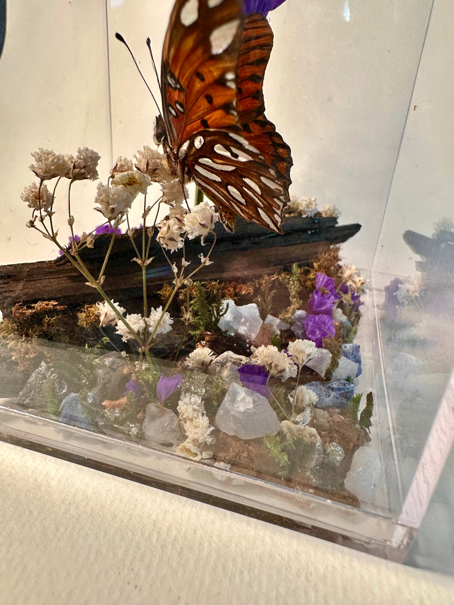 Lenny’s Luxury Butterfly Boxes🐛