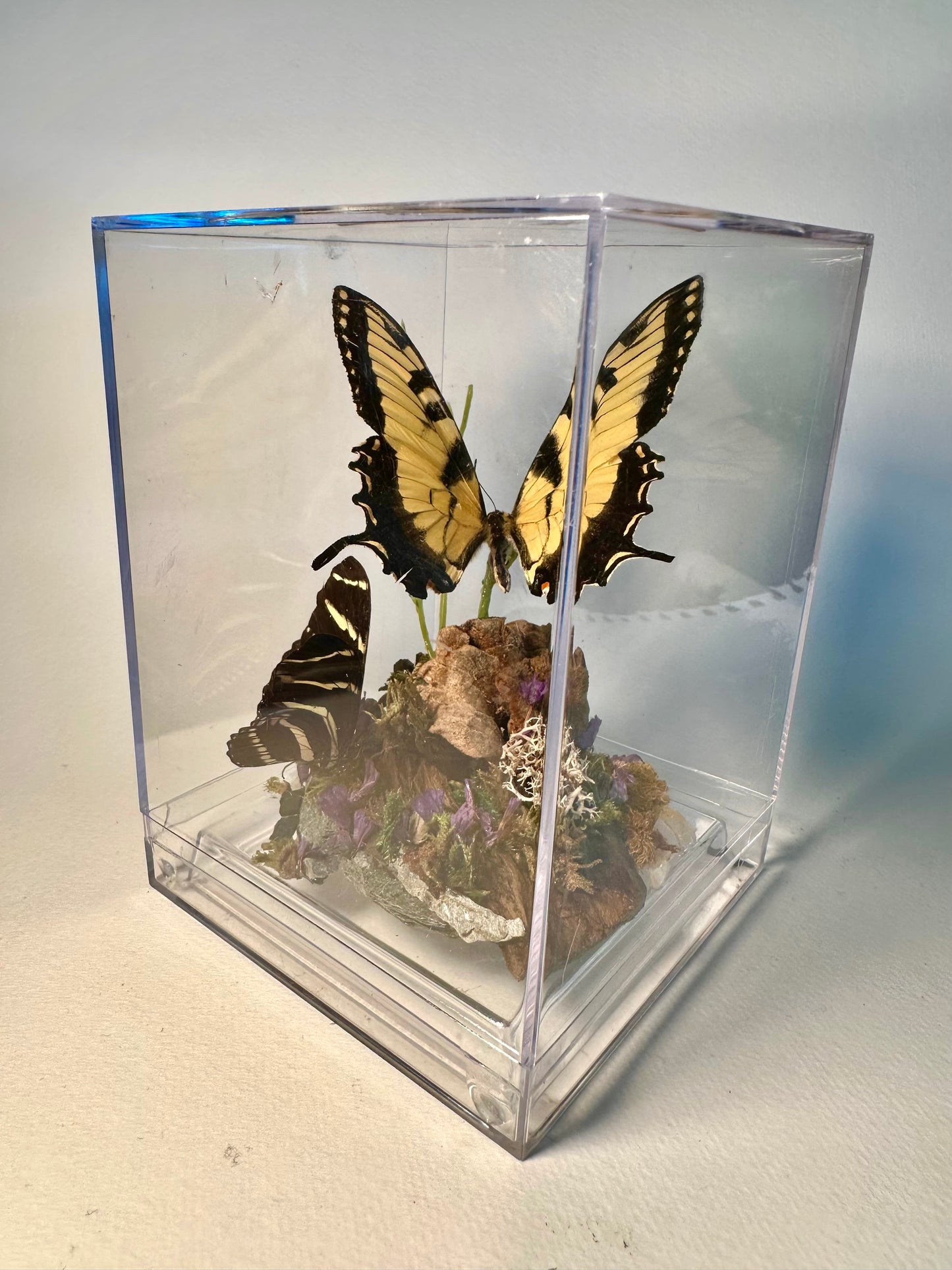 Lenny’s Luxury Butterfly Boxes🐛