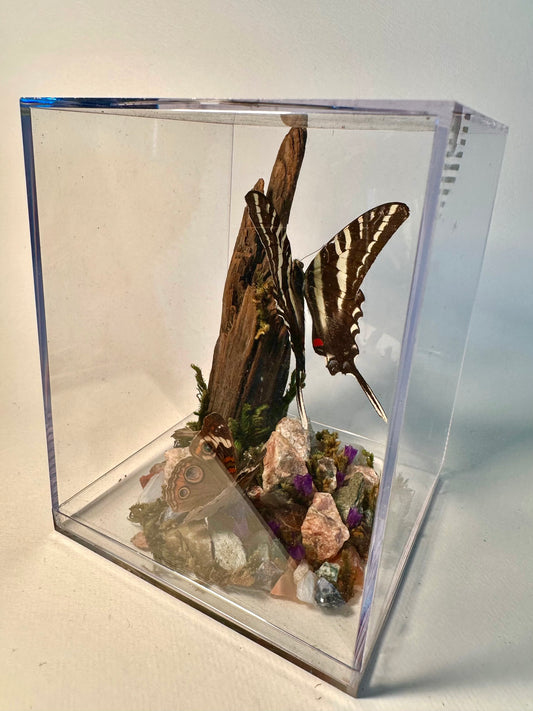 Lenny’s Luxury Butterfly Boxes🐛